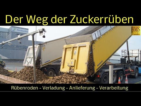 Der Weg der Zuckerrüben vom Feld bis zur Verarbeitung - Zuckerherstellung - Nordzucker Uelzen