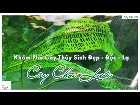 Video: Cây Aponogeton là gì - Chăm sóc cây Aponogeton trong bể cá