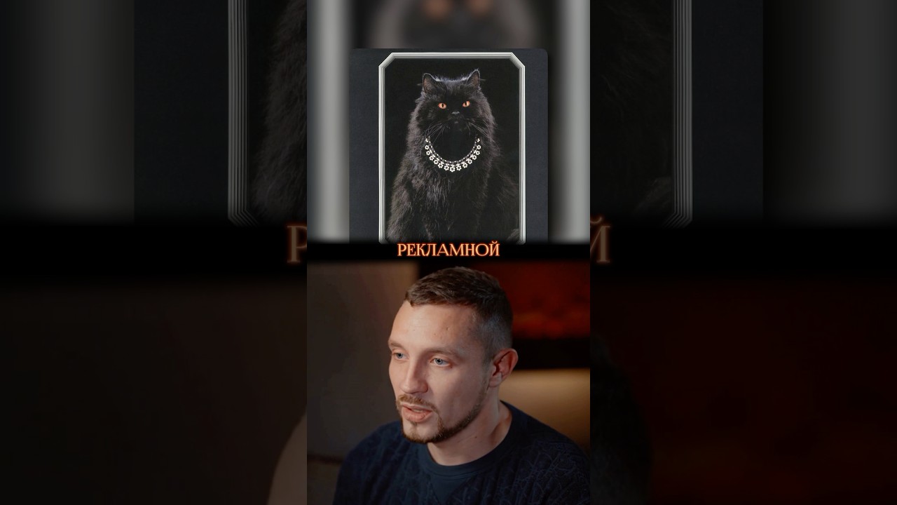 Уличный Кот Стал Лицом Бренда😻