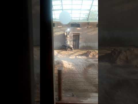 Video: Wroclaw Zoo (Ogrod Zoologiczny) beschrijving en foto's - Polen: Wroclaw