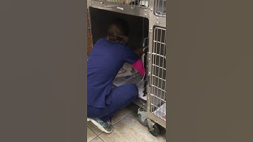 Removing a Cat from a Lower Cage