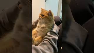 The Sleeping Cat Was Frightened And Woke Up😘 #Cute #Pets #Funny #Cat #Animals #Tiktok #Shorts #Fyp