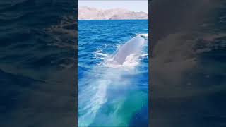 Blue Whale: The Largest Animal In The World || What Do Whales Sound Like