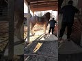 20 hands 2 1/2” tall draft horse. 2022
