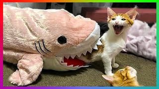 CUTE KITTENS DOING FUNNY THINGS | 😻 Best Of The 2021 Funny Animal Videos by Funny and Crazy Animals 75 views 2 years ago 5 minutes, 27 seconds