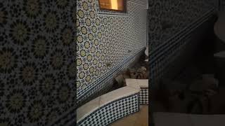 Meknès Maroc ?? un beau Riad au sein de l'ancienne médina de Meknès. vendredi 14 octobre 2022