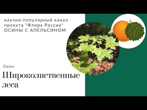 Широколиственные Леса В России