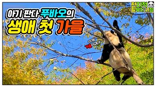 (SUB) [Omniscient grandpa viewpoint] Fubao is hanging on an autumn tree │Everland Panda Fubao