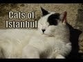 Cats of Istanbul, Turkey (İstanbul, Türkiye Kediler)