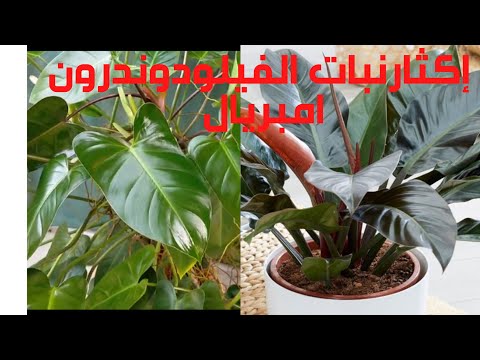 Video: Kan philodendron hederaceum vokse i vann?