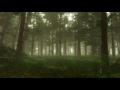 Forest sounds  woodland ambience bird song