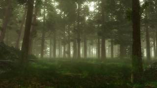 Forest Sounds | Woodland Ambience, Bird Song screenshot 1