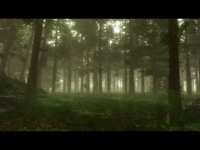 Forest Sounds | Woodland Ambience, Bird Song class=