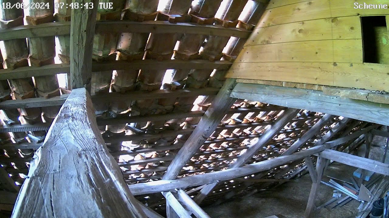 Livestream - Schleiereulen Lüneburg - Außenkamera, Webcam in der Scheune (Barn Owl, Germany)