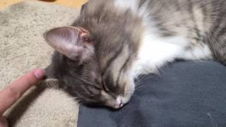 イタズラしても反応しない猫 ノルウェージャンフォレストキャット Cat, do not respond to mischief. Norwegian Forest Cat.