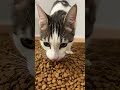 Cat's Dream Pool Party! 🐈🥫 #cats #shorts #animals