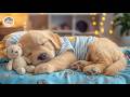 12 Hours Of Relaxing Music For Dogs 🌿 Dog Music 🎧 Peaceful Tunes for Soothing Separation Relief