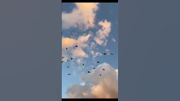 ياطير ياللي بالفضا عيشتك غير وش حيلة اللي ضايق البال قلي ياليت لي مثلك جناحين واطير 