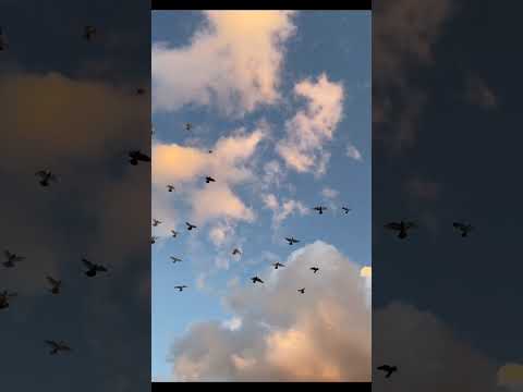 ياطير ياللي بالفضا عيشتك غير وش حيلة اللي ضايق البال قلي ياليت لي مثلك جناحين واطير