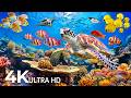 Amazing 4K Ocean Adventure 🐳 Dive Deep and Marvel at Sea Animal in The Best 4K ULTRA HD Aquarium #69
