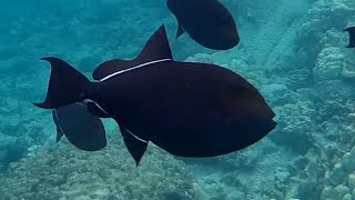 Facts: The Black Triggerfish (Black Durgon)