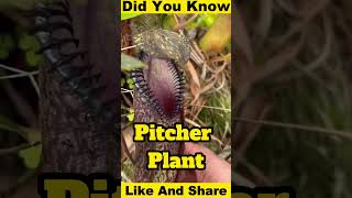 Download Lagu Venus Flytrap – Nature Ka Real Monster! || Yeh Poda Insects Ko Zinda Kha Jata Hai! 😱🌿🪰 MP3