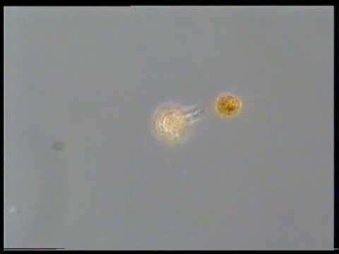 Tillmann Oblea rotunda Pallium feeling | dinoflagellates