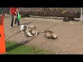 Dog attacks a badger and regrets straight after!!!