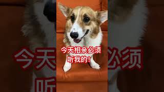 【柯铭】论当代狗狗的审美观 #搞笑 #喵哥是萌新 #pets