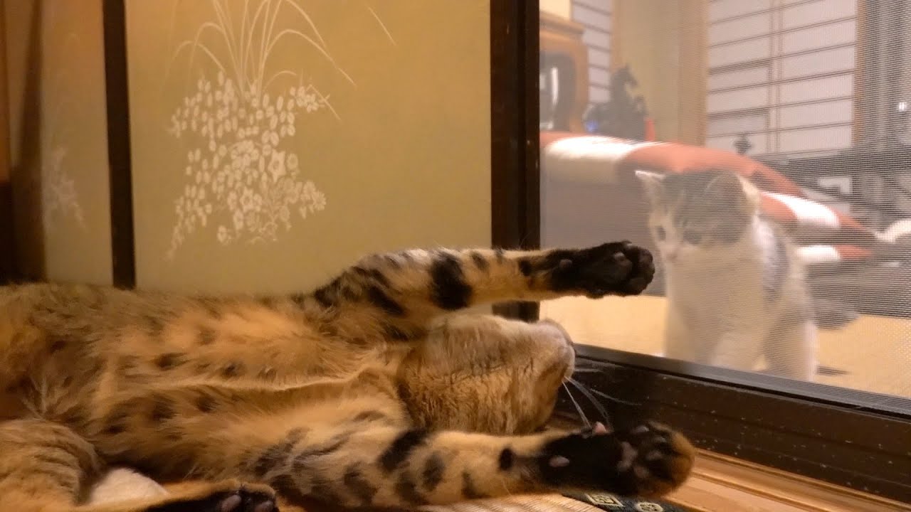 子猫を保護して10日・後輩の扱いに戸惑う可愛い先輩猫