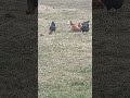 Happy Chickens Enjoying the Green Grass | Peaceful Farm Life 🐔🌿