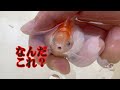 金魚の頭から急にコブが出てきた件