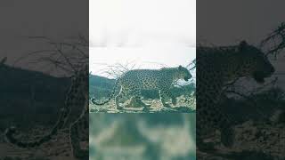 Arabian Leopard In The Mountains Of Oman