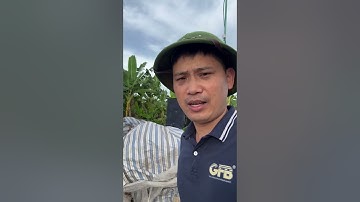 Lò hơi đốt mùn cưa vỏ cây vỏ trấu