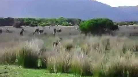 kangaroo jumping backwards