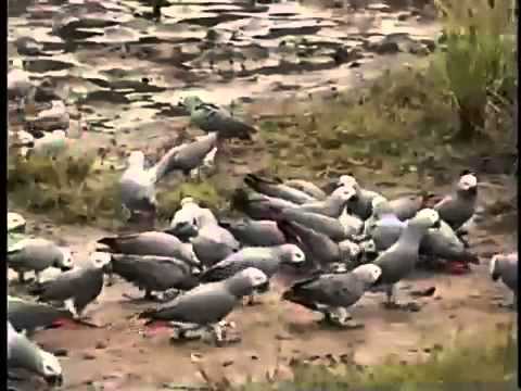 الكاسكو في البريه