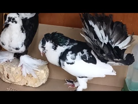 ما شاء الله تبارك الرحمن 