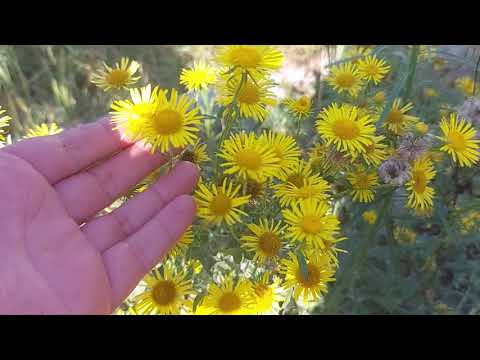 Video: Floare Uimitoare Din Franța în Grădinile Noastre