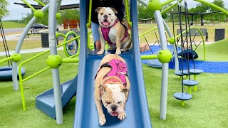 CUTE BULLDOG Goes to the PLAYGROUND PARK!