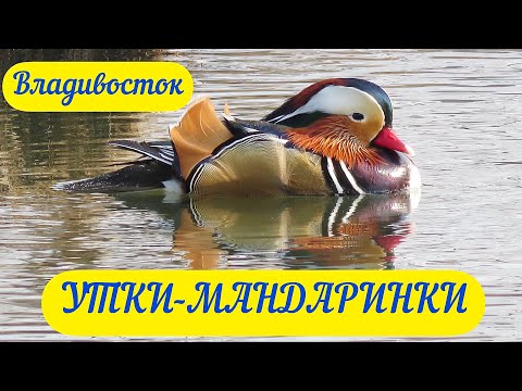 Утки Мандаринки. Владивосток.