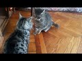 Коты дерутся.cat fight.Два долб..еба)