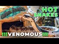 Hot snakes venomous urban jungle reptiles