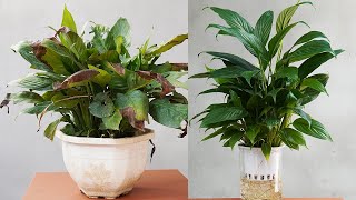 Tips To Restore Ltaly Orchid With Easy Hydroponic Method