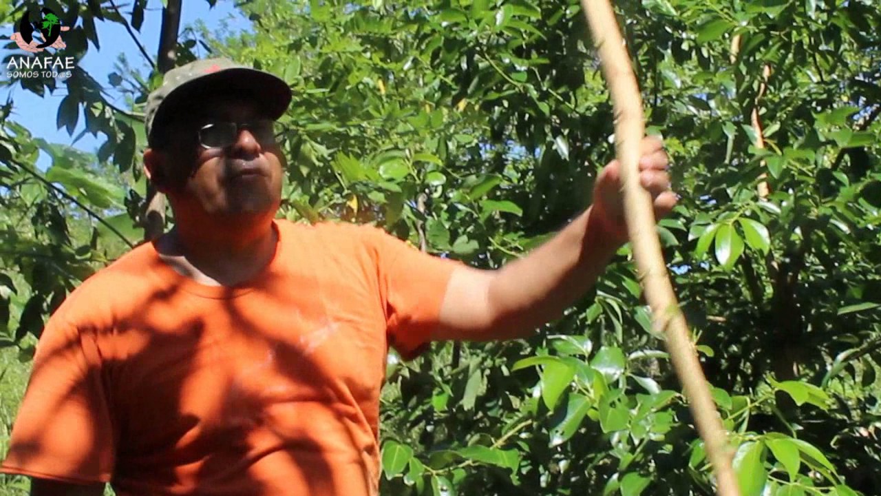 Venta de plantas de canela en mexico