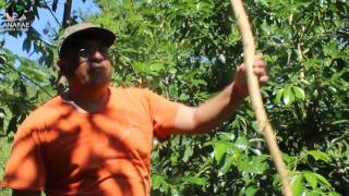 Download Lagu Canela MP3 Canela