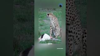 This is the Cheetah,a sleek predator of the open plains!? #shorts