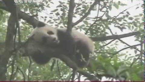 Pandas take shelter up in the trees during earthquakes