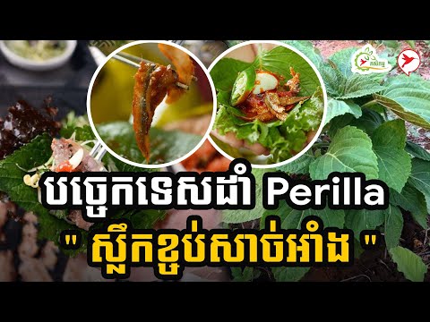 បច្ចេកទេសដាំ Perilla "ស្លឹកខ្ចប់សាច់អាំង" | កម្មវិធីកសិកម្ម