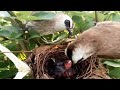 Yellow-vented bulbul Feed her baby in the nest well [ Review Bird Nest ]