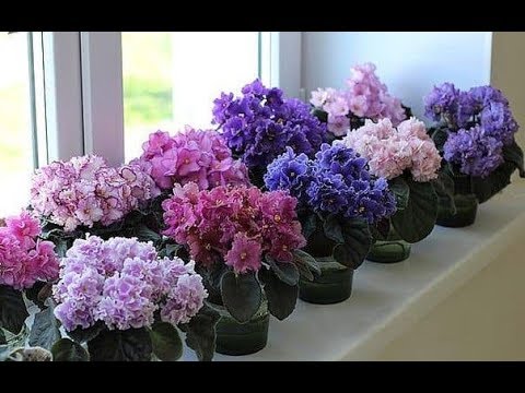Почему фиалки не цветут: основные причины